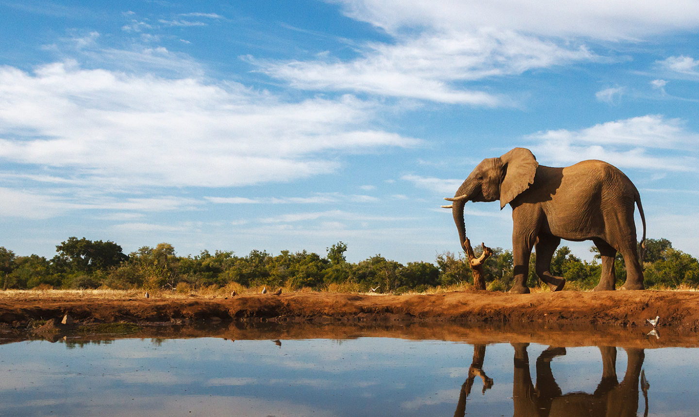 elephant in Kenya