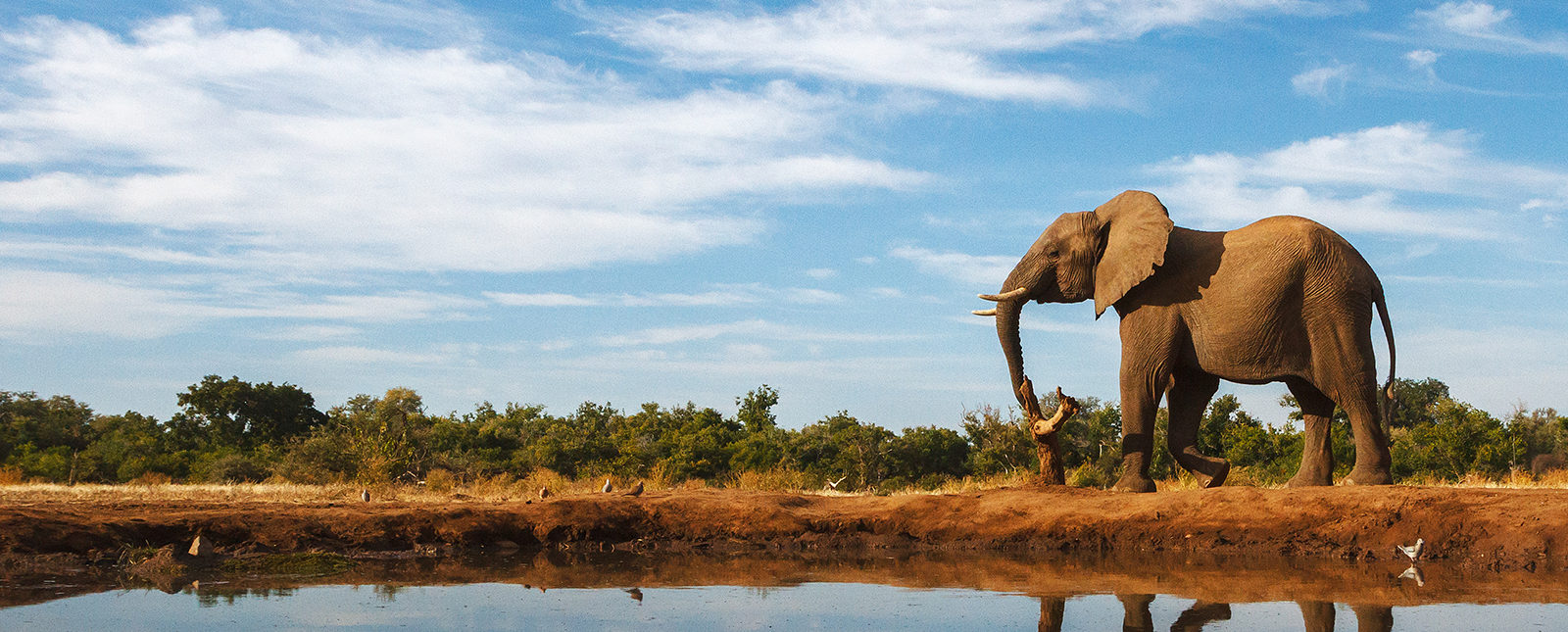 elephant in Kenya