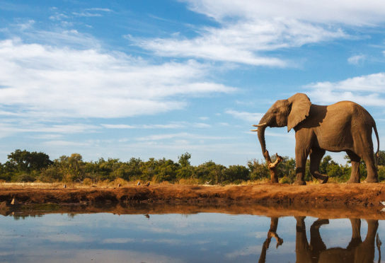 elephant in Kenya